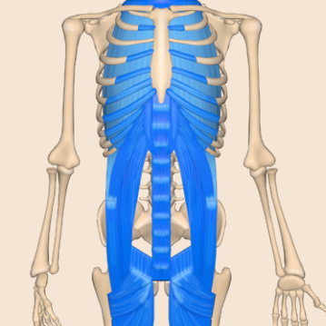 Healing Humans Bremen